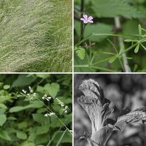 Natur 3 Flora