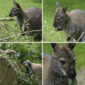 Natur 2 Fauna eingesperrt