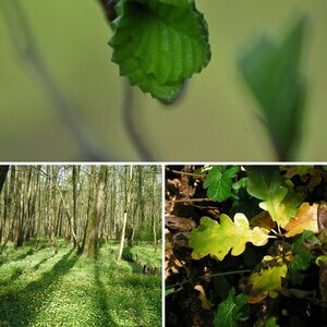 Licht im Wald 2