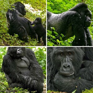 Berggorillas