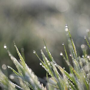 Gras