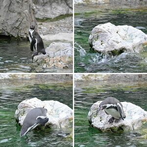 Meine ersten Bilder Tiergarten Schönbrunn