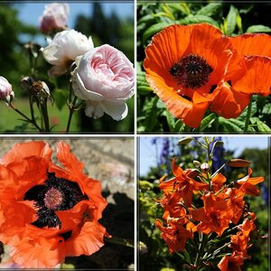 Makros/Blumen usw.