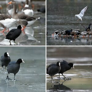 Birds on ice
