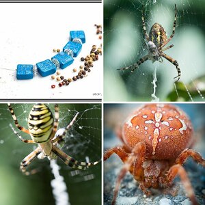 Makro und Nahaufnahmen