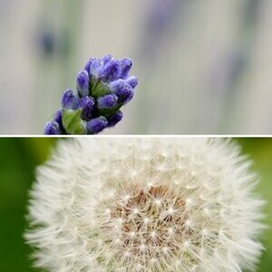 Macro