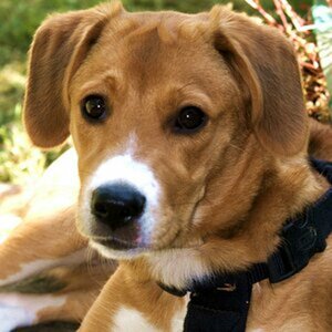 Hund Benny