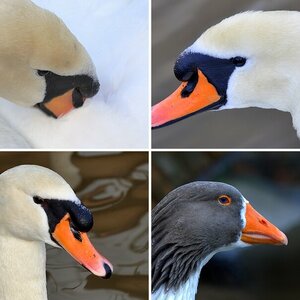 Gans