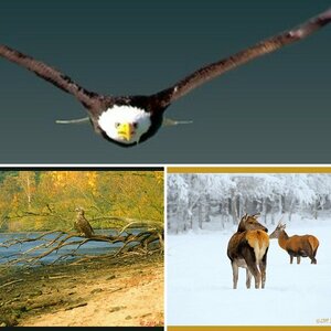 Tiere2