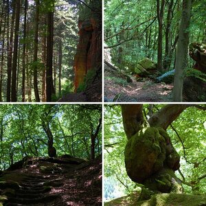Wald