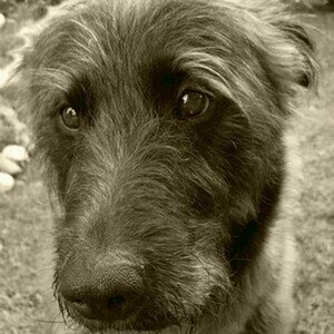 Hund "Louis"
