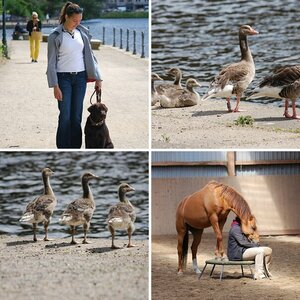 Tiere