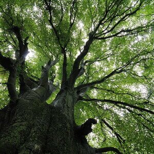 Natur