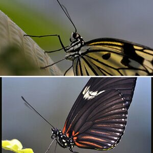 Schmetterling