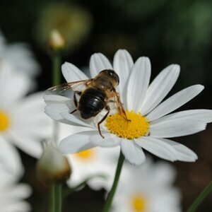 Blume