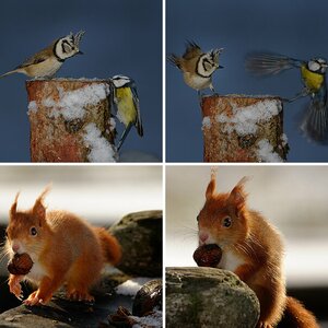 Winterfütterung