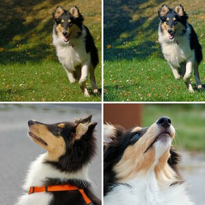 Collies