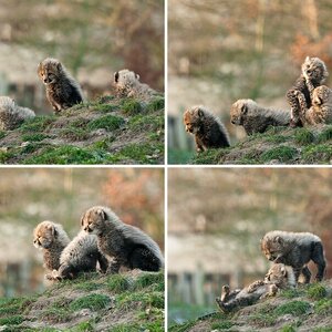 Geparden im Münsteraner Zoo