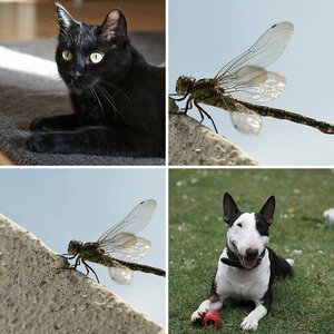 Tiere