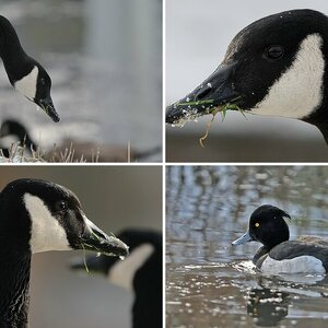Birds of Bochum