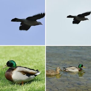 Vögel
