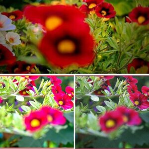 Blumen