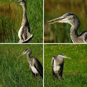 Vögel aus der freien Naur