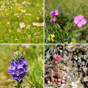 Blumen Südtirols