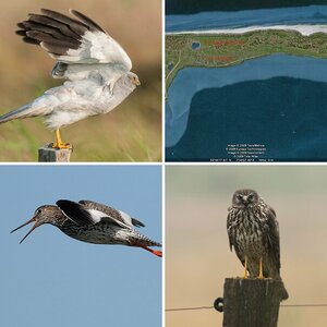 Naturfotografie auf Langeoog