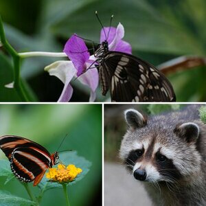 Tierwelt
