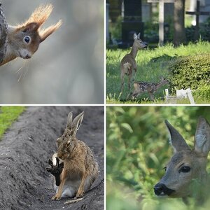 Tiere