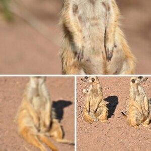 Tierisch.