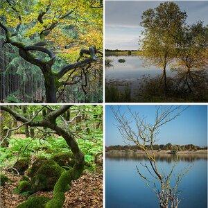 Forumsbilder