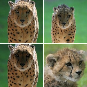 Gepard Schnee