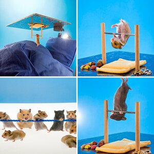 Goldige Hamster