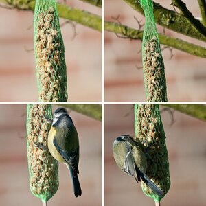 Wachsende Erfahrungen Vogelfotographie Beispielbilder