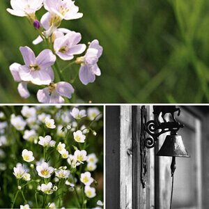 Diverses