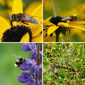 Insekten und andere fleißige Helfer