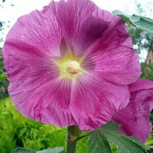 Mein schönstes Blumenmakro