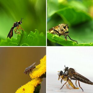 Insekten