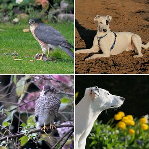 Natur, Tiere 2