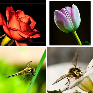 Macro