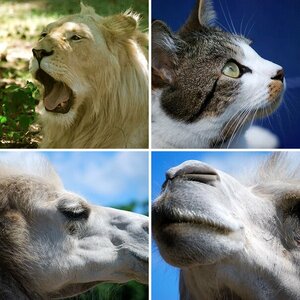 Tiere