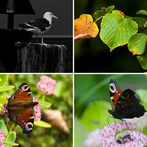 Tiere, Pflanzen & Undefinierbares