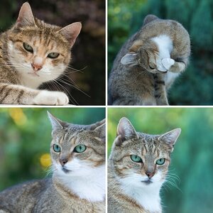 Katzen