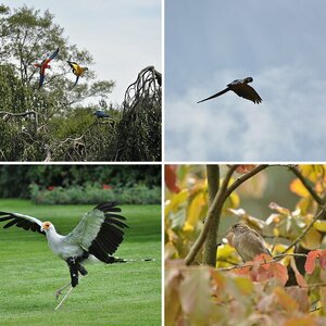 Gestern Vogelpark