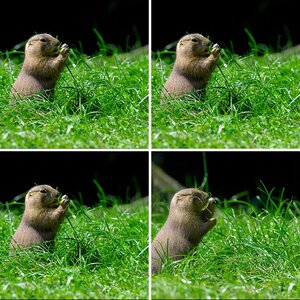Präriehunde Duisburger Zoo · 18. Juni 2oo8.