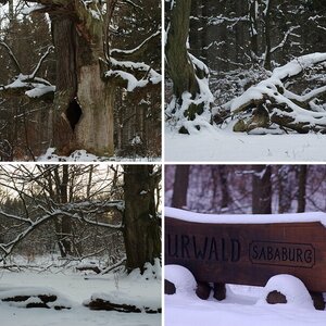 Urwald Sababurg im Winter