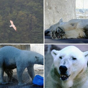 Zoo-und Wildlife-Tiere