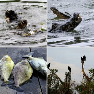 Pantanal III